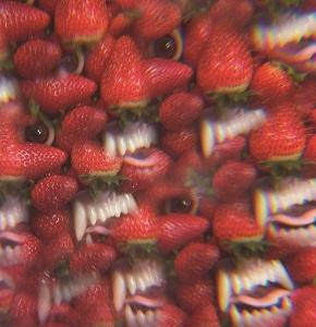 oh sees